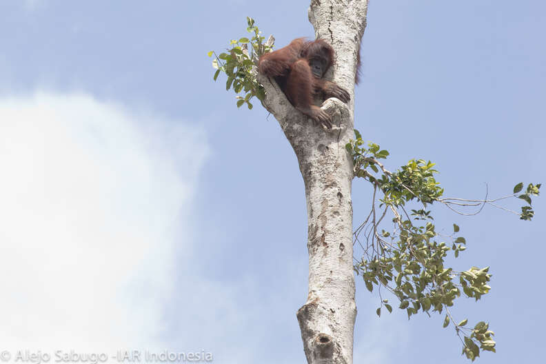 Orangutan clinging to last standing tree after forest was cut down