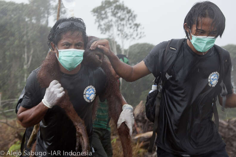 People carrying orangutan
