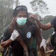 International Animal Rescue workers carrying an orangutan
