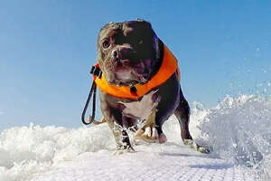Deaf Pittie Becomes Obsessed With Surfing 