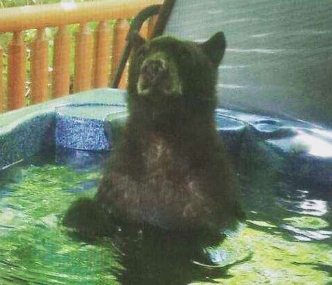 Couple Catches Bear Enjoying A Relaxing Soak In Their Hot Tub - The Dodo