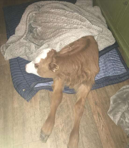 rescue baby cow loves dog beds