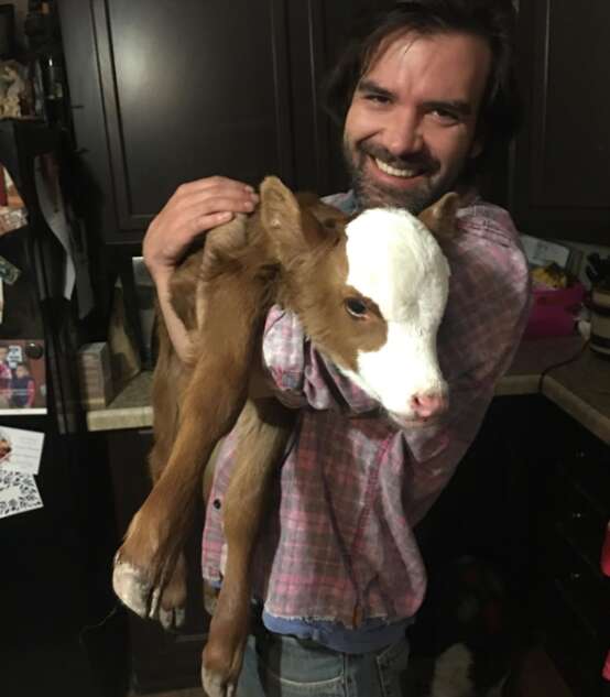 rescue baby cow loves dog beds