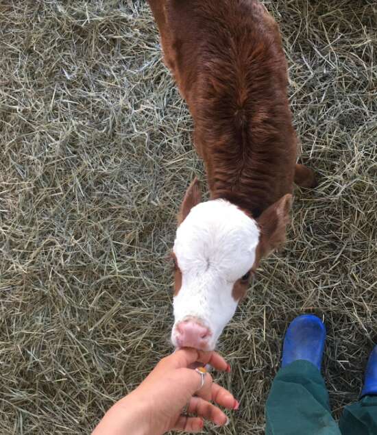 rescue baby calf tulip