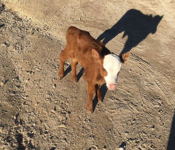 baby calf tulip rescued