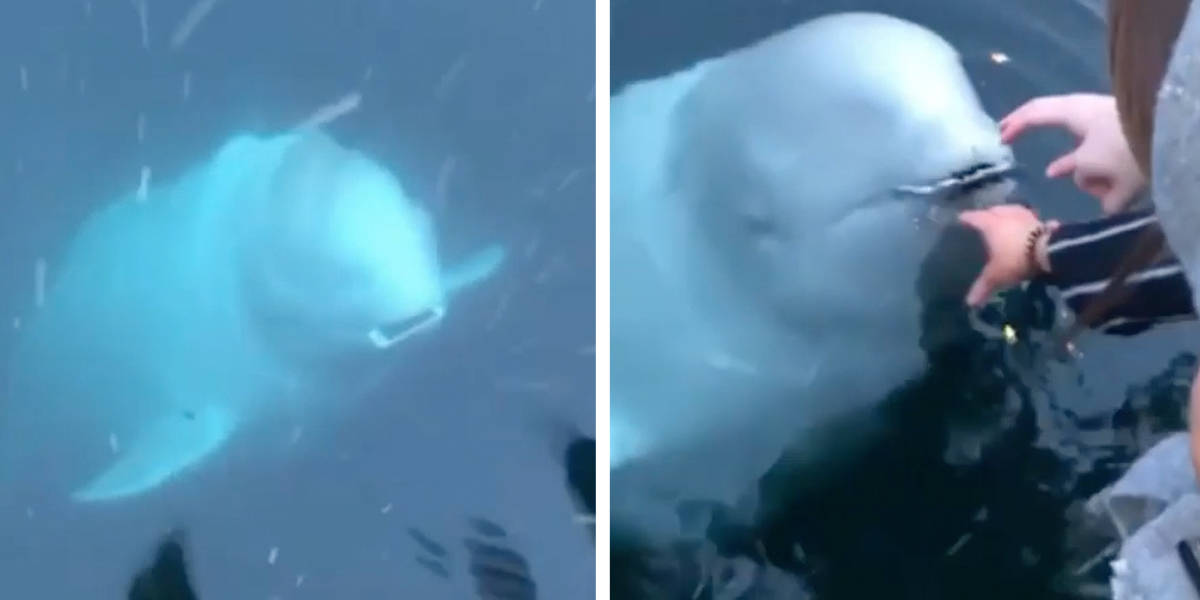 If Beluga Owned The Internet (97.6% epic) 