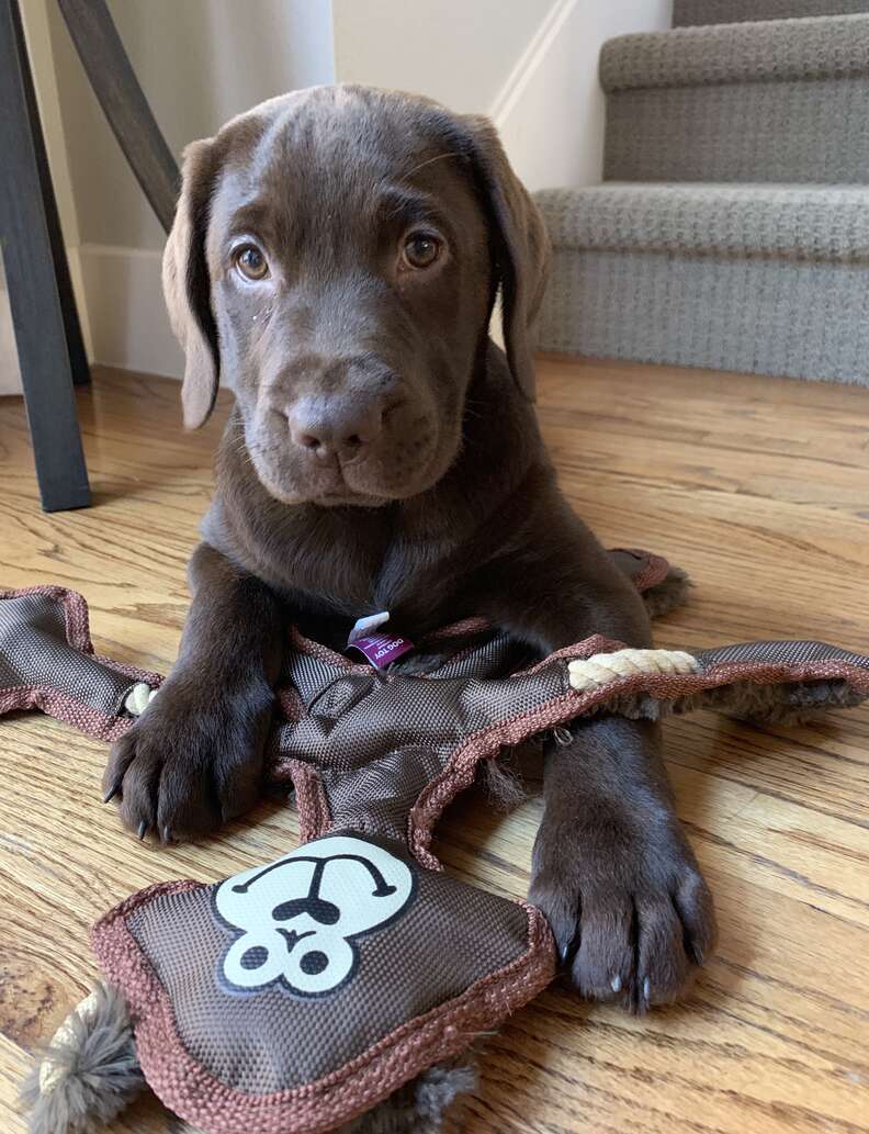 Remy the chocolate Lab plays with her toy