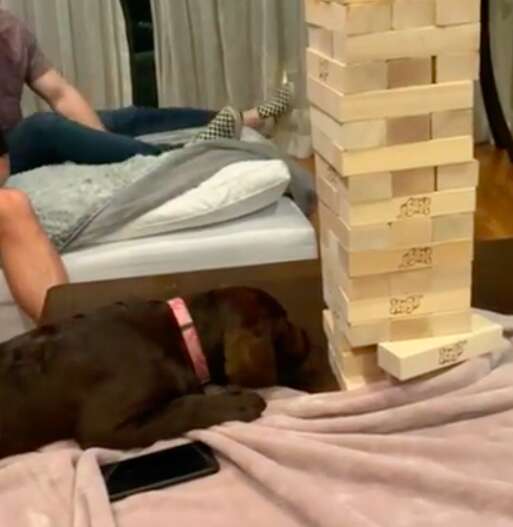 Remy the Lab puppy plays Jenga