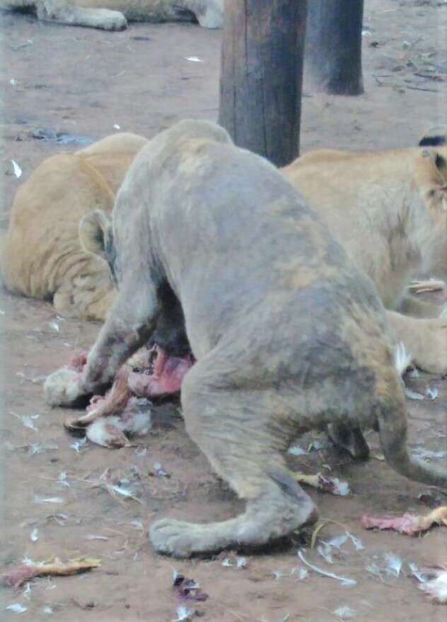 Sick lions at captive breeding facility in South Africa