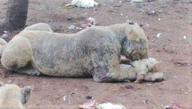 Sick lions at captive breeding facility in South Africa