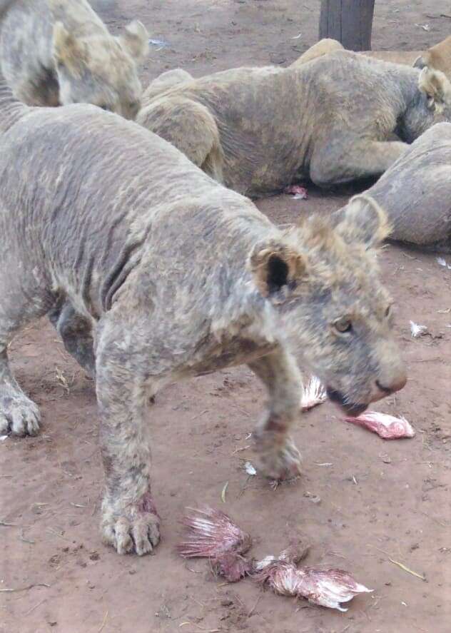 Sick lions at captive breeding facility in South Africa