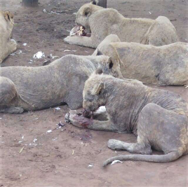 Sick lions at captive breeding facility in South Africa