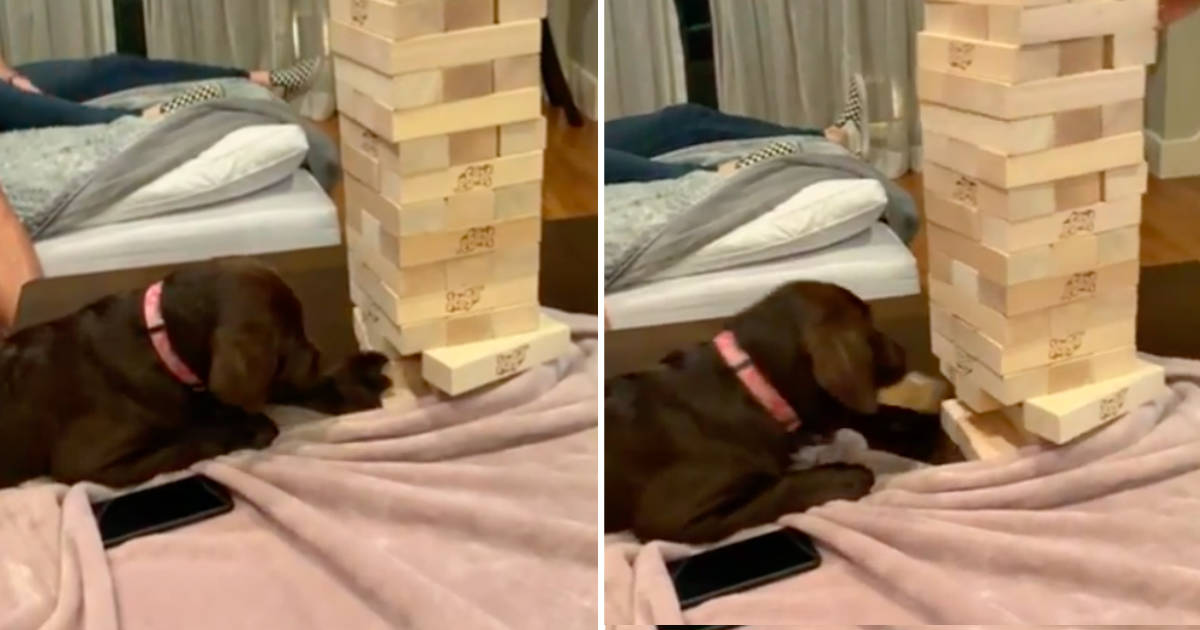 Jenga sales playing dog