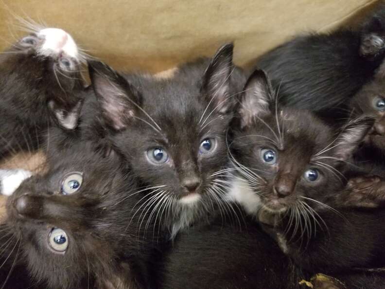 Very Last Tiny Black Kitten Left in Shelter Finds Foster Home