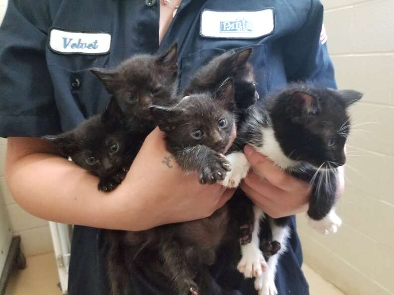 39 kittens
