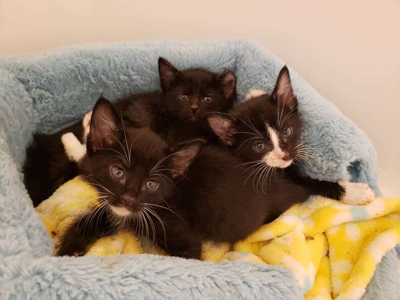 39 kittens