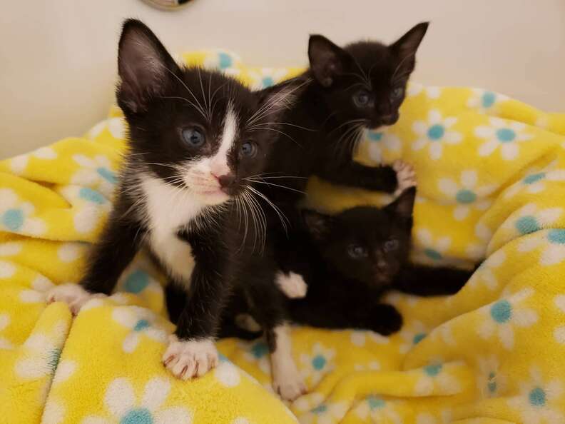 Shelter Takes In Box Full Of 39 Kittens - The Dodo