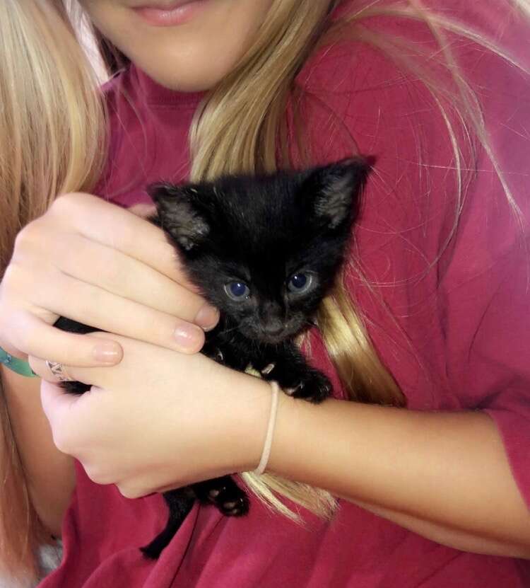 39 kittens