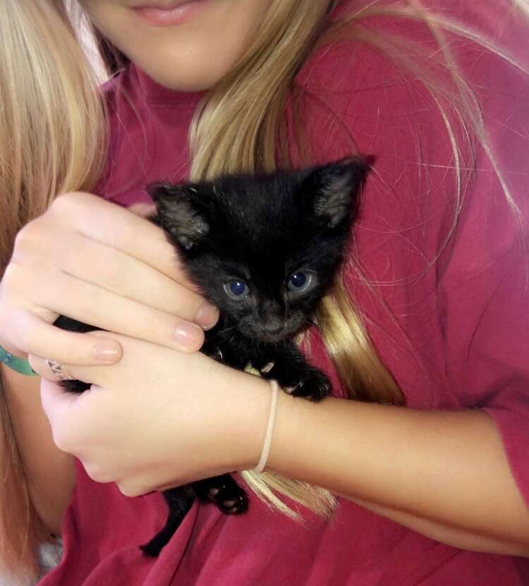 Very Last Tiny Black Kitten Left in Shelter Finds Foster Home