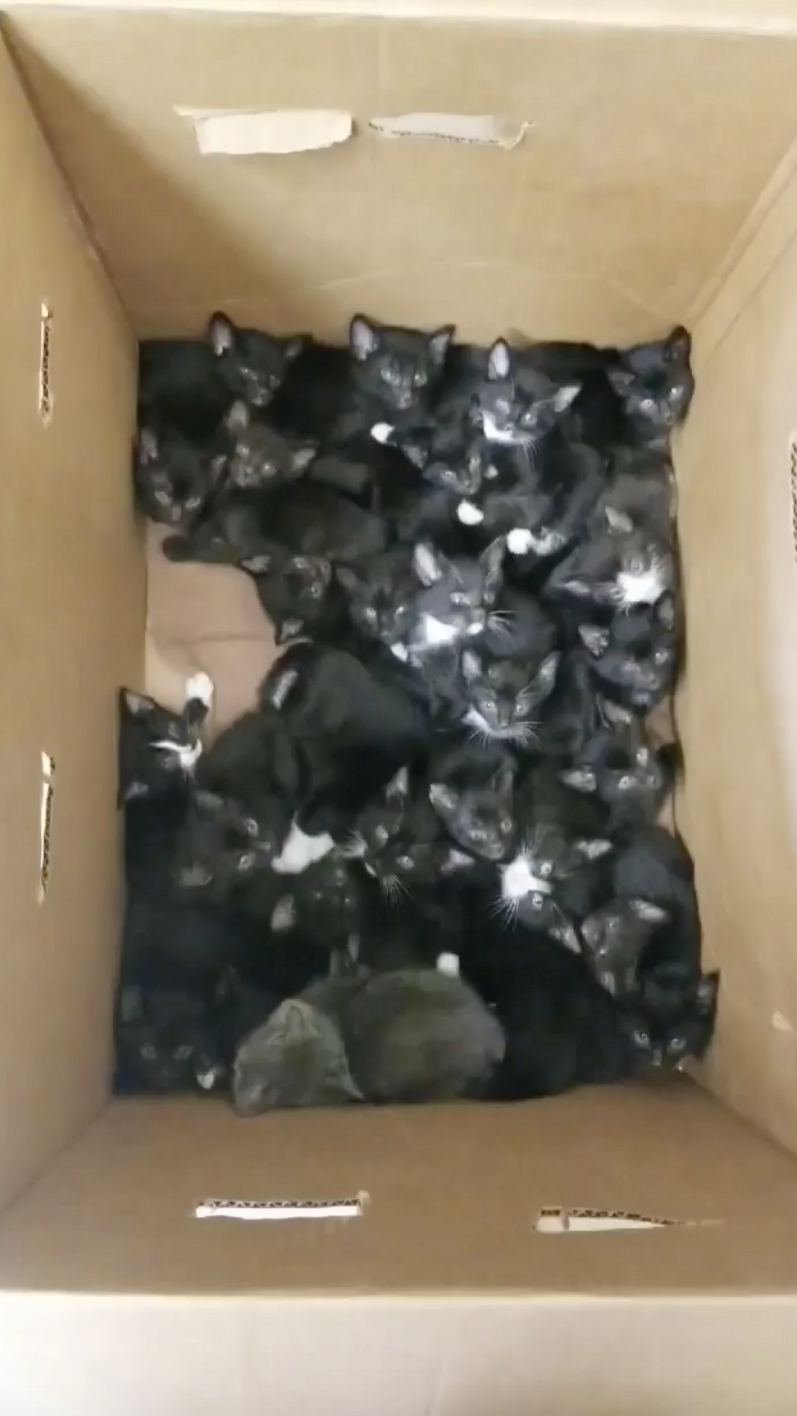 Shelter Takes In Box Full Of 39 Kittens - The Dodo
