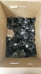 39 kittens