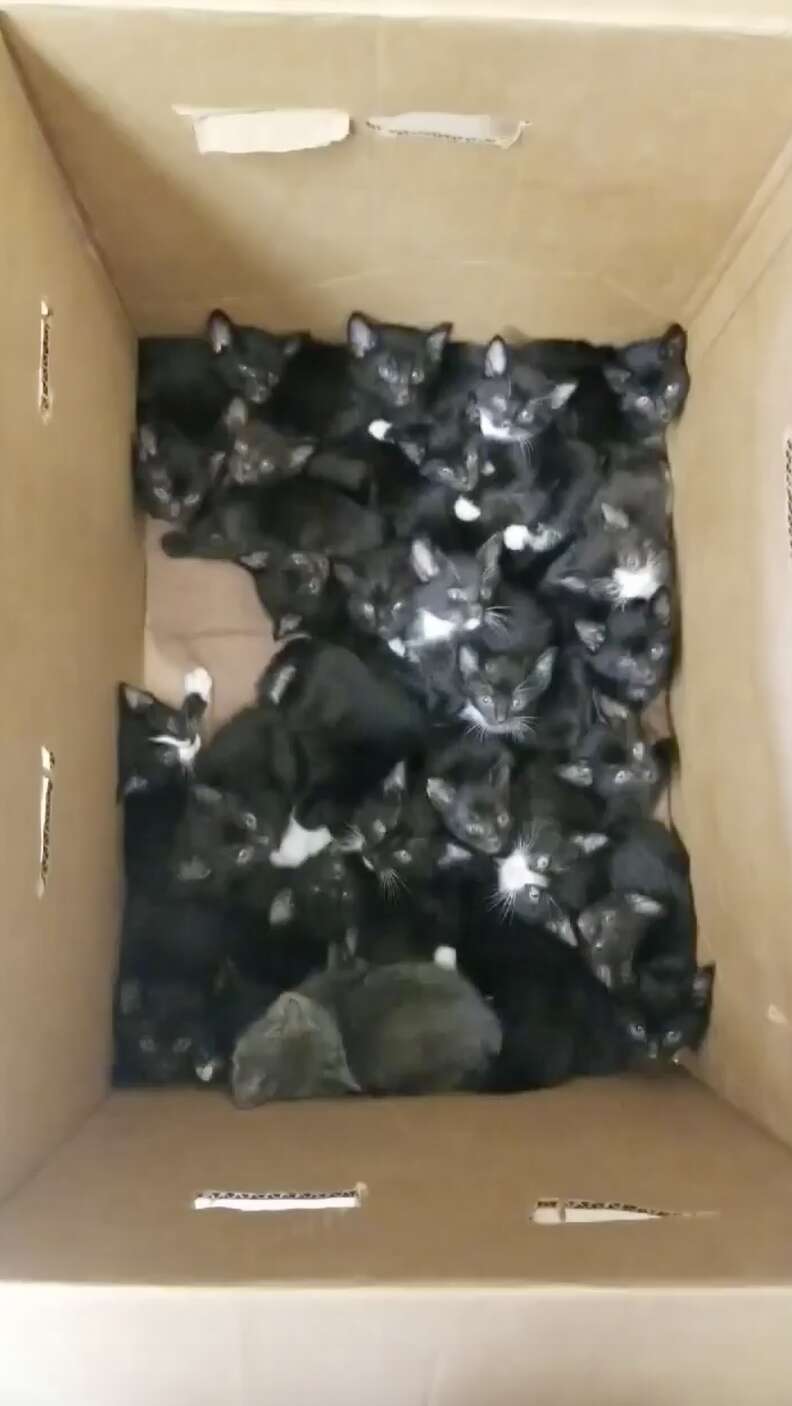 Kittens in shop a box