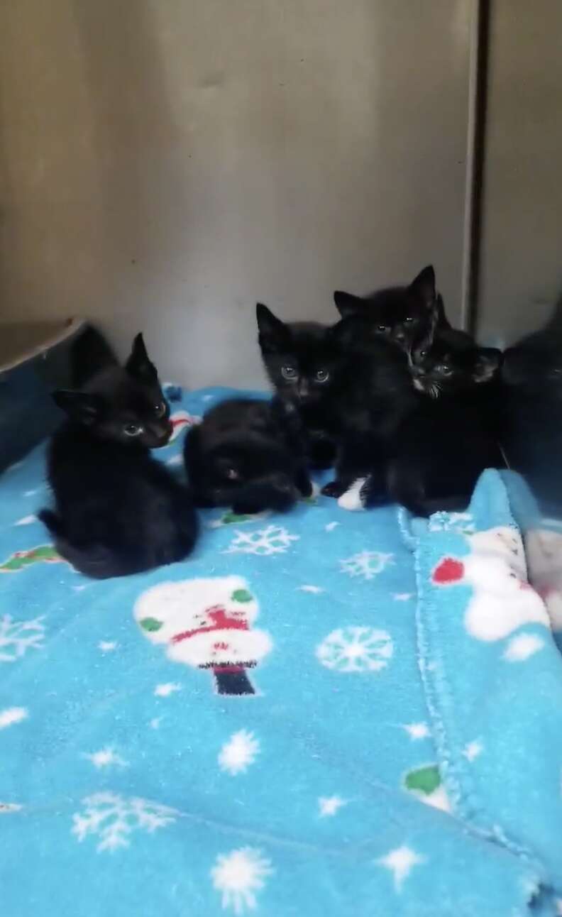 Very Last Tiny Black Kitten Left in Shelter Finds Foster Home