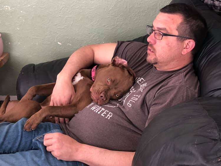 blue the pit bull finds a new home