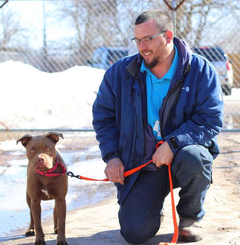 blue the pit bull midland county humane society