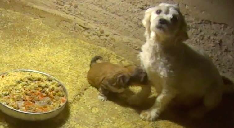 Mother dog nursing puppy in commercial breeding facility