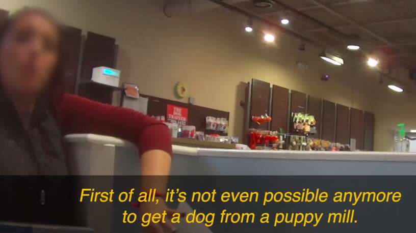 Pet shop worker telling investigator puppy mills don't exist