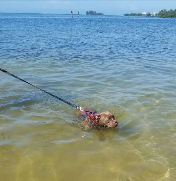 blue the pit bull swimming