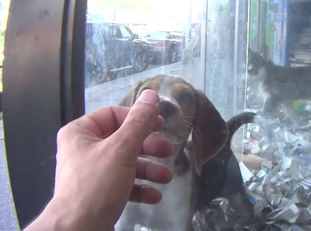 Puppy in New York pet shop window