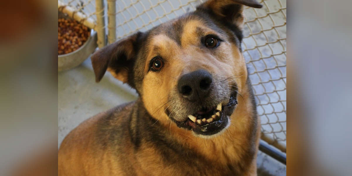 Dog Adopted After 2,381 Days In Ohio Animal Shelter The Dodo