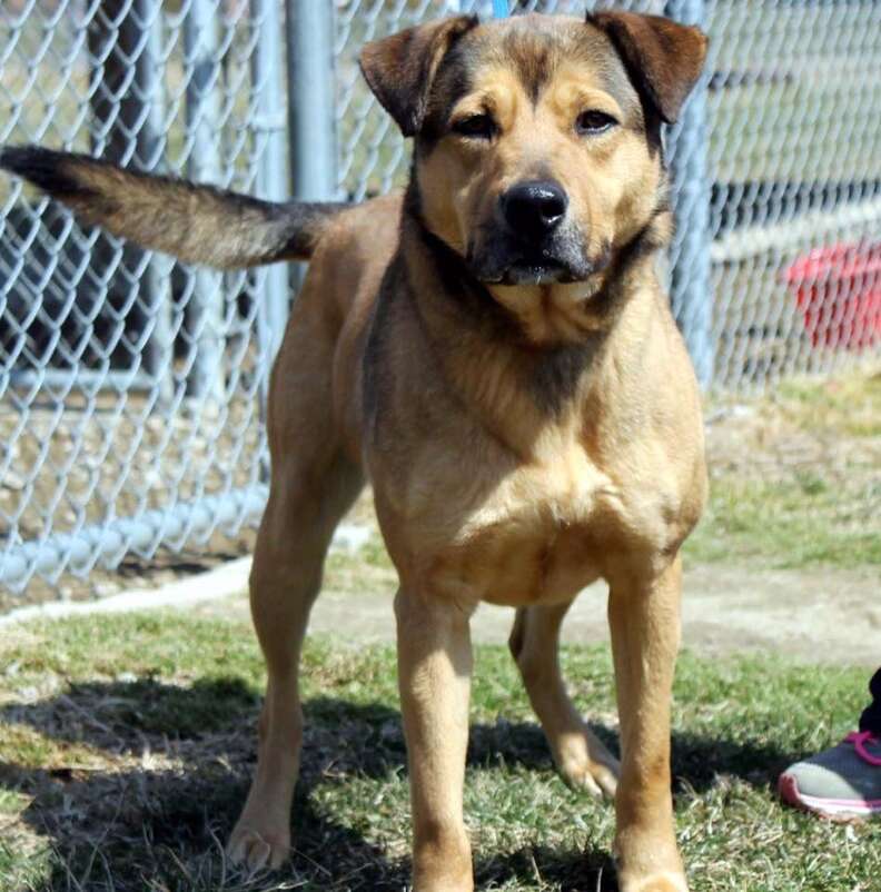 Higgins the German shepherd stuck in a shelter