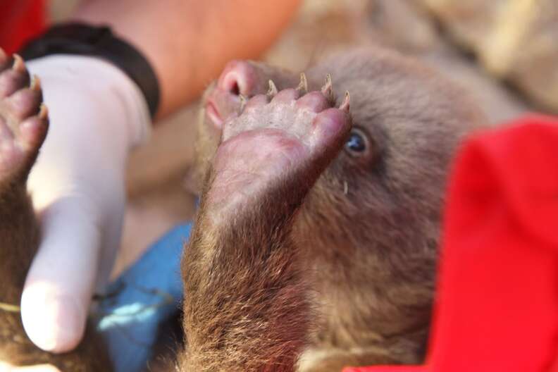 Bear cub mistaken for stray puppy in Kosovo