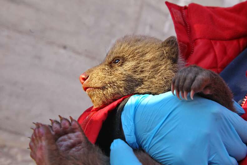 Bear cub mistaken for stray puppy in Kosovo