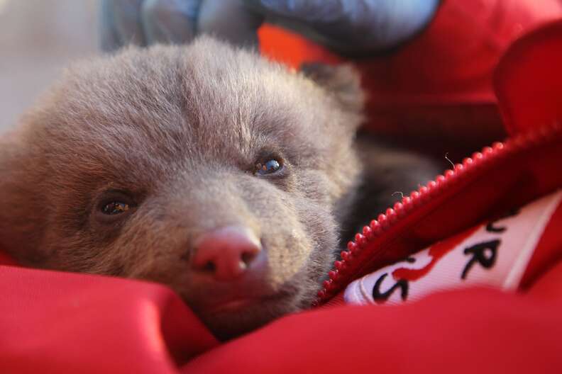 Bear cub mistaken for stray puppy in Kosovo