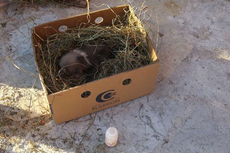 Bear cub mistaken for stray puppy in Kosovo