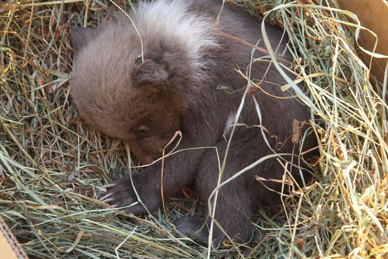 Bear cub mistaken for stray puppy in Kosovo