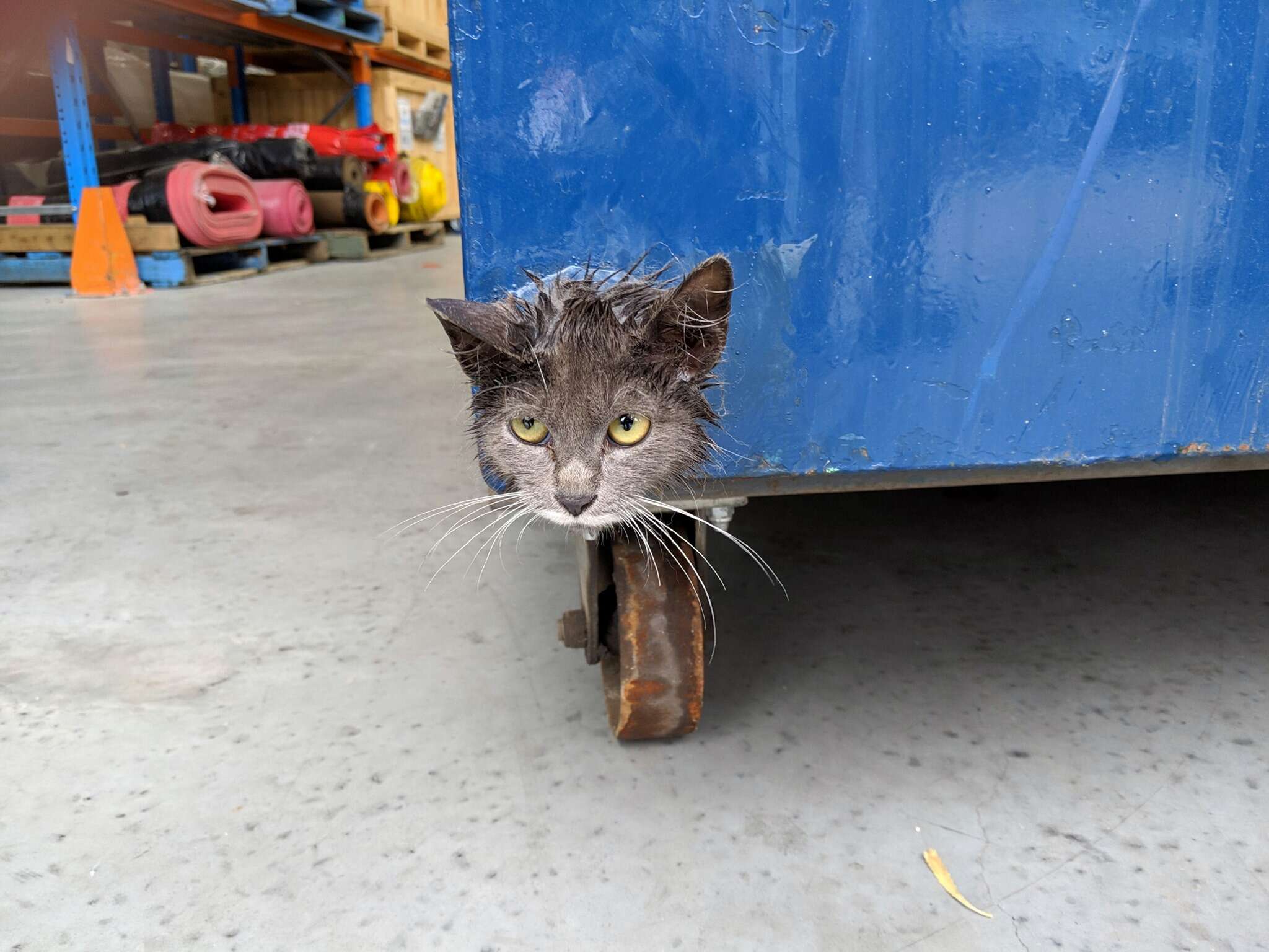 Stray kitten stuck in bin in factory