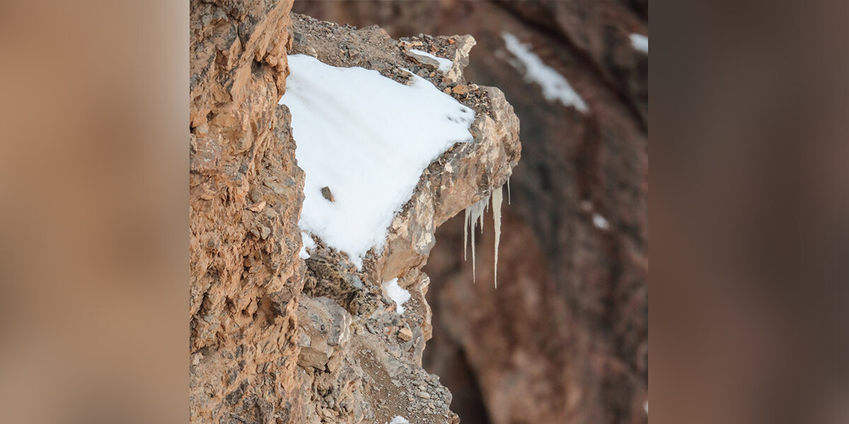 People Are Having A Very Tough Time Finding The Big Cat In This Photo