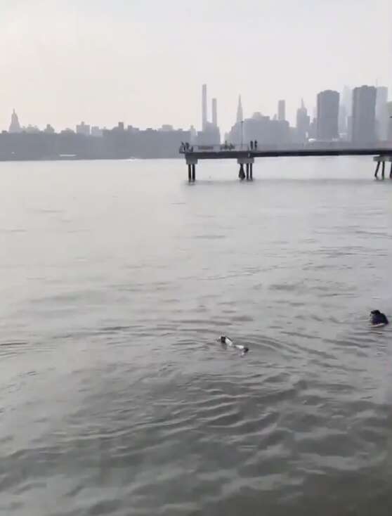 man jumps into river to save dog