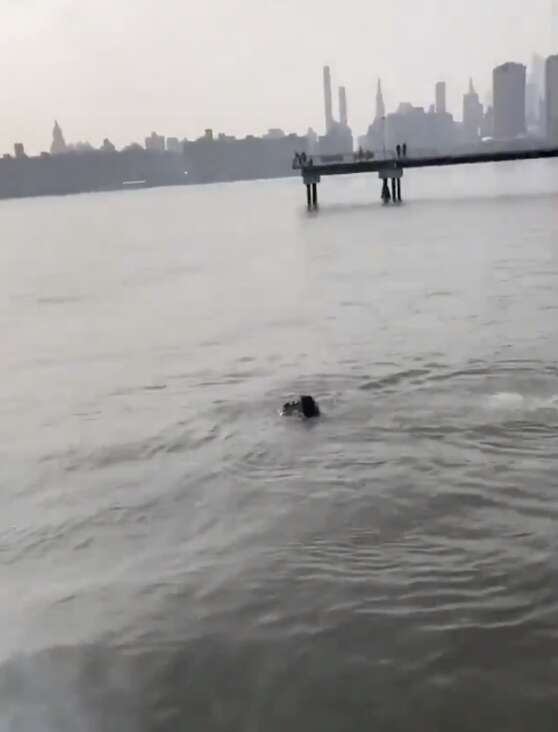 man jumps into river to save dog