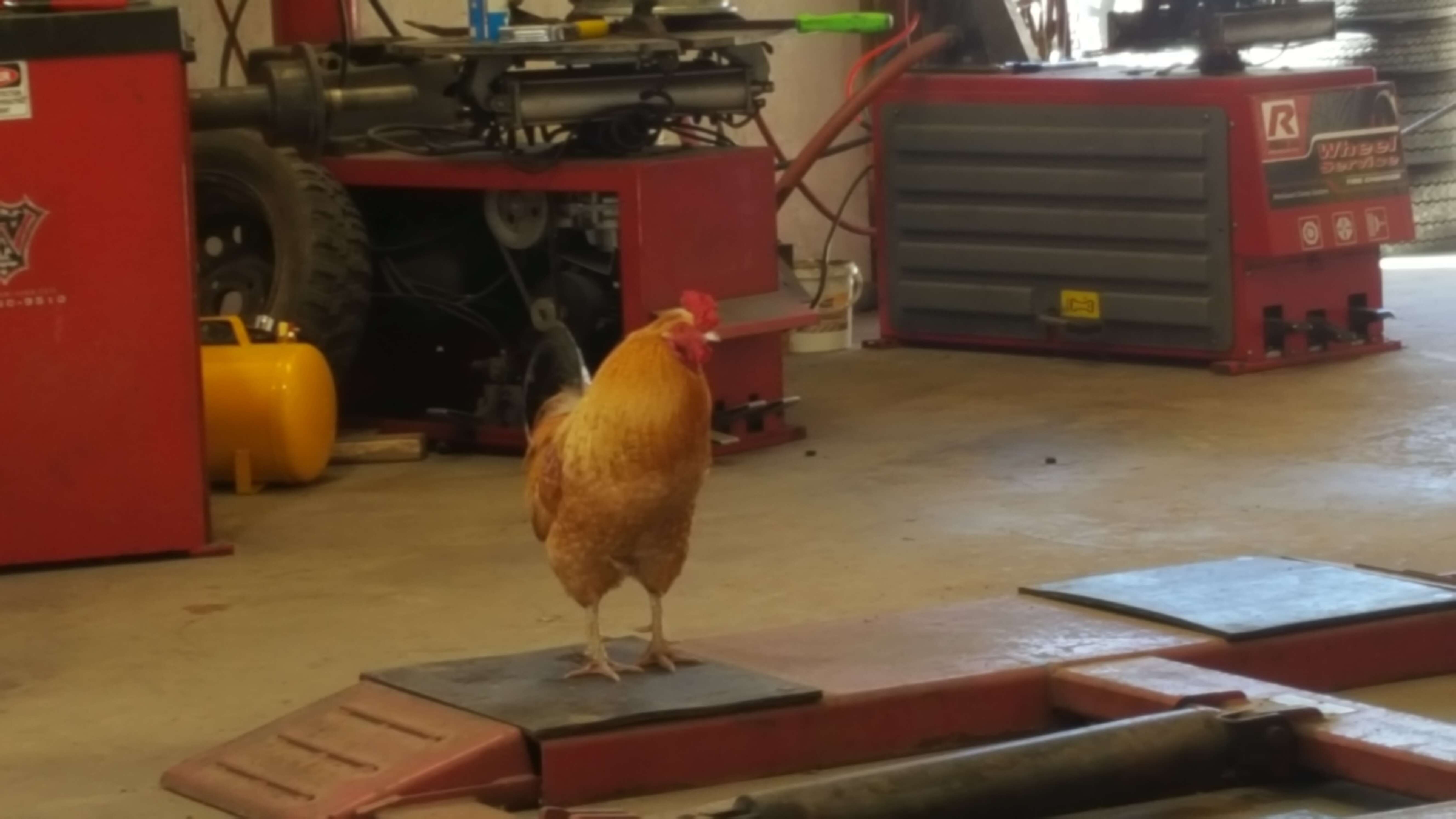rooster works at autoshop