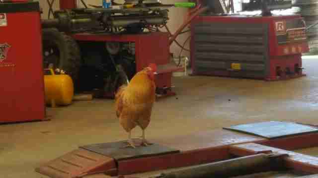 rooster works at autoshop