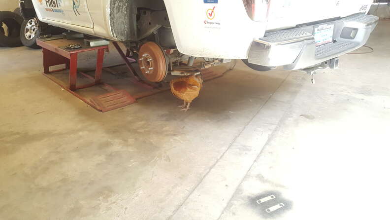 rooster works at autoshop