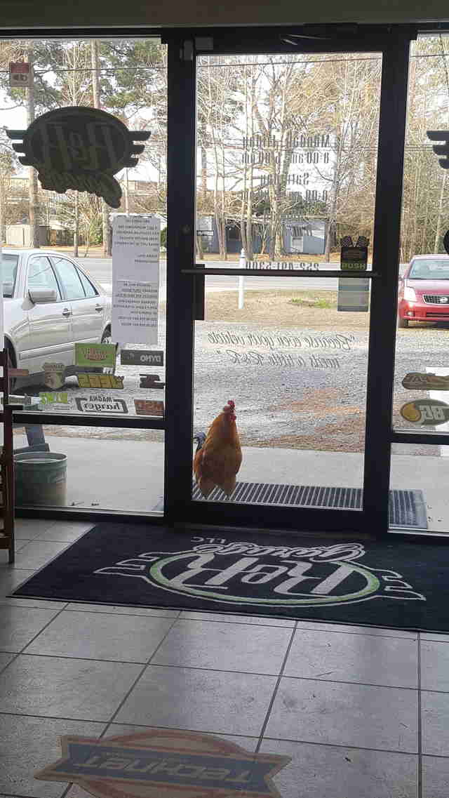 rooster works at autoshop