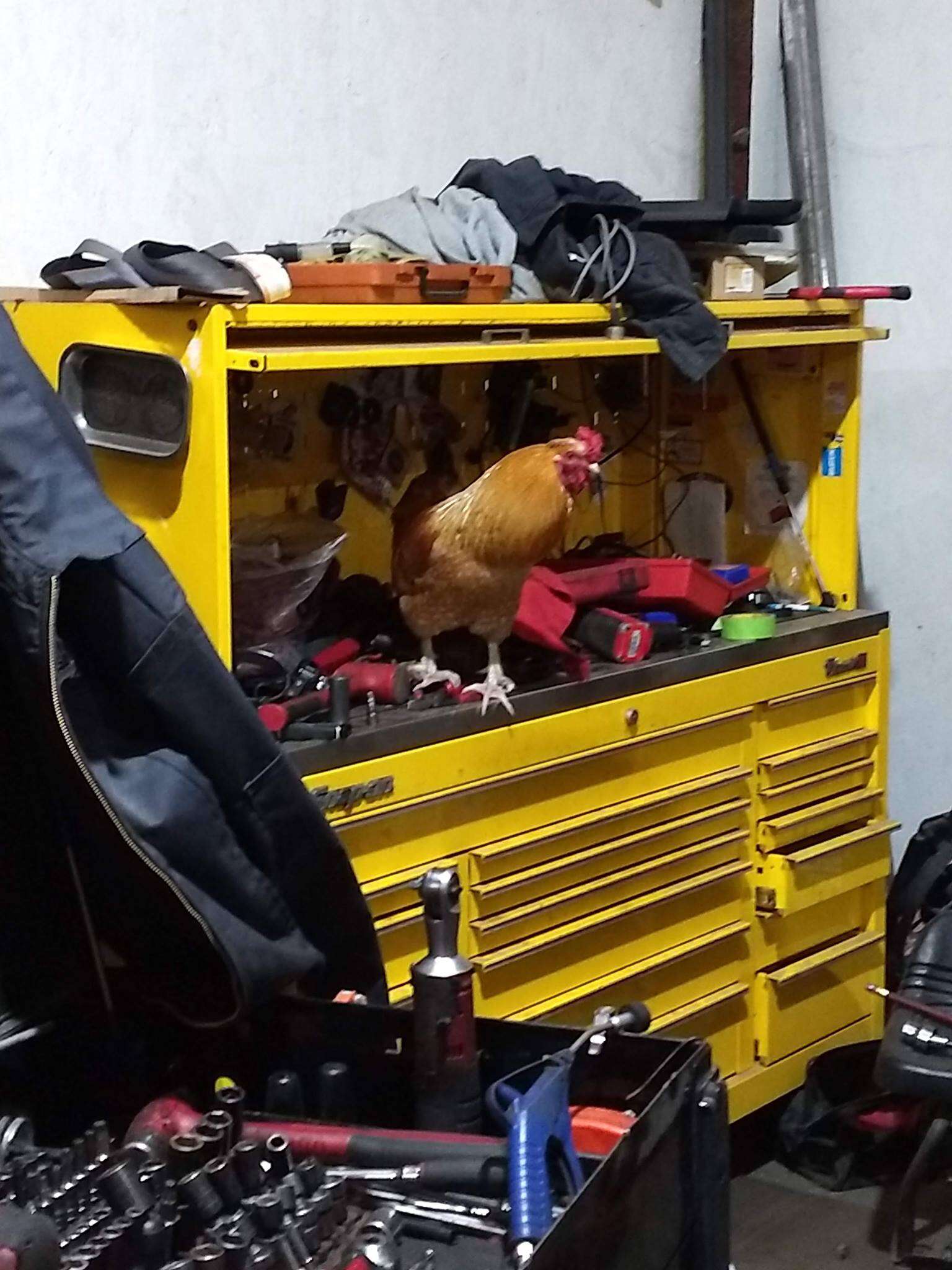 rooster works in autoshop