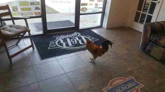 rooster works at autoshop now